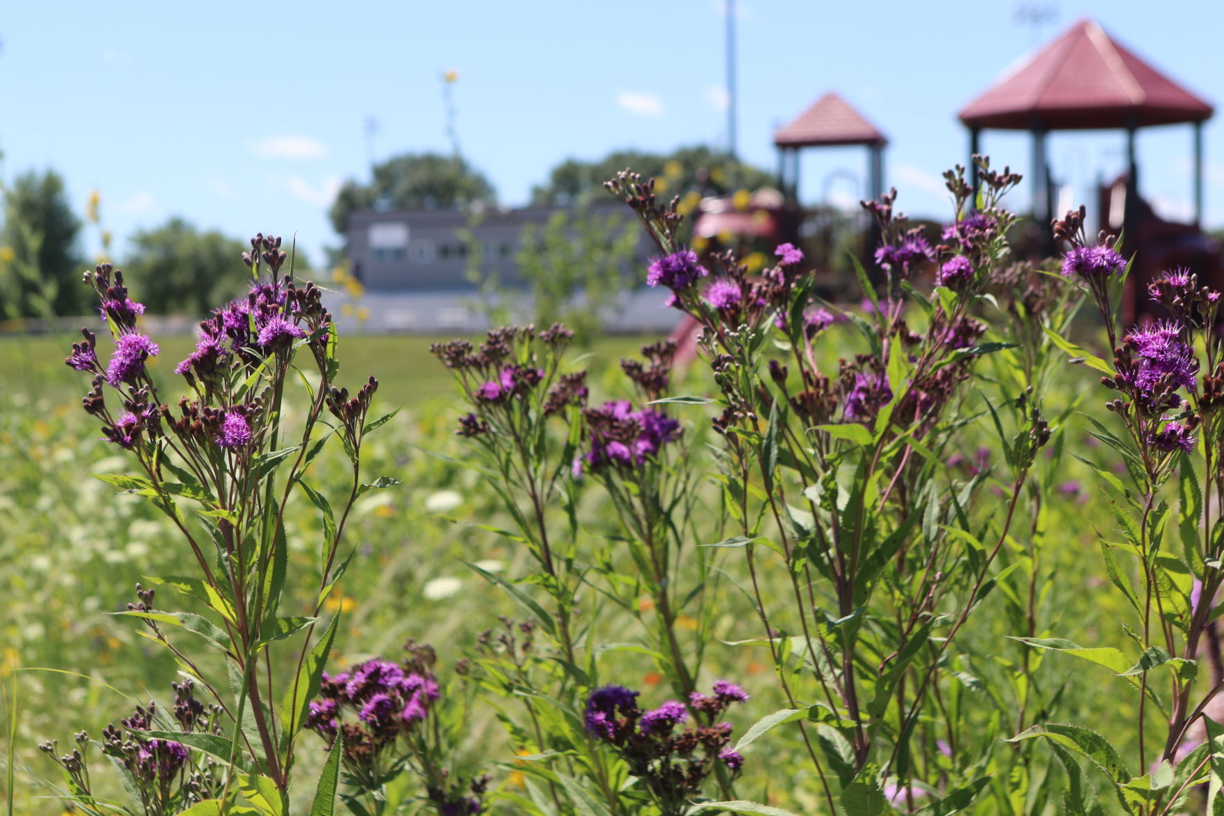 Flowers 2